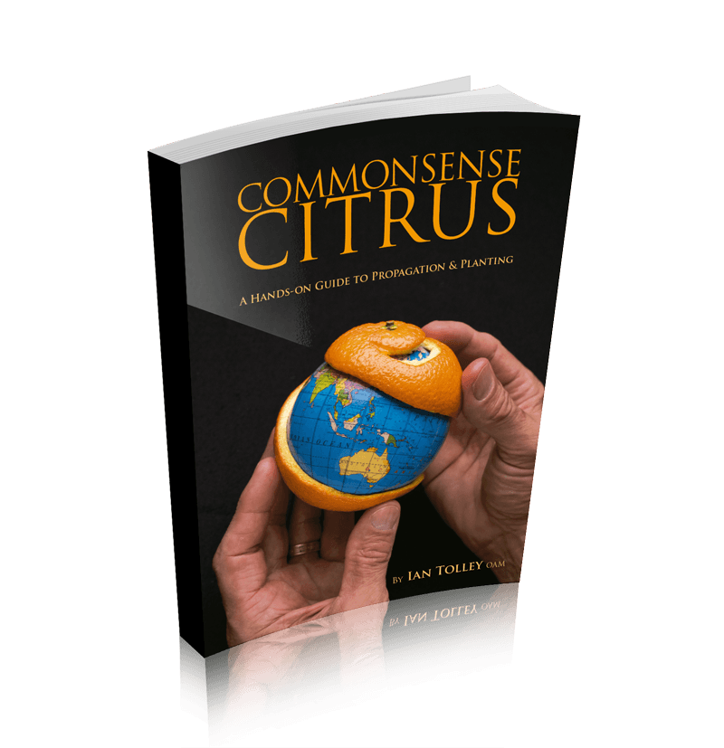 book-commonsense-citrus-shop